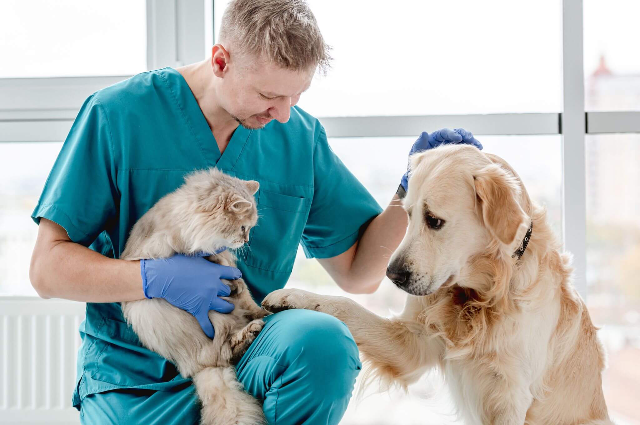 Our Practice Marion IL Central Hospital For Animals   Banner Our Practice 