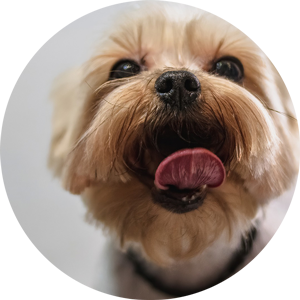 Happy Dog After Grooming